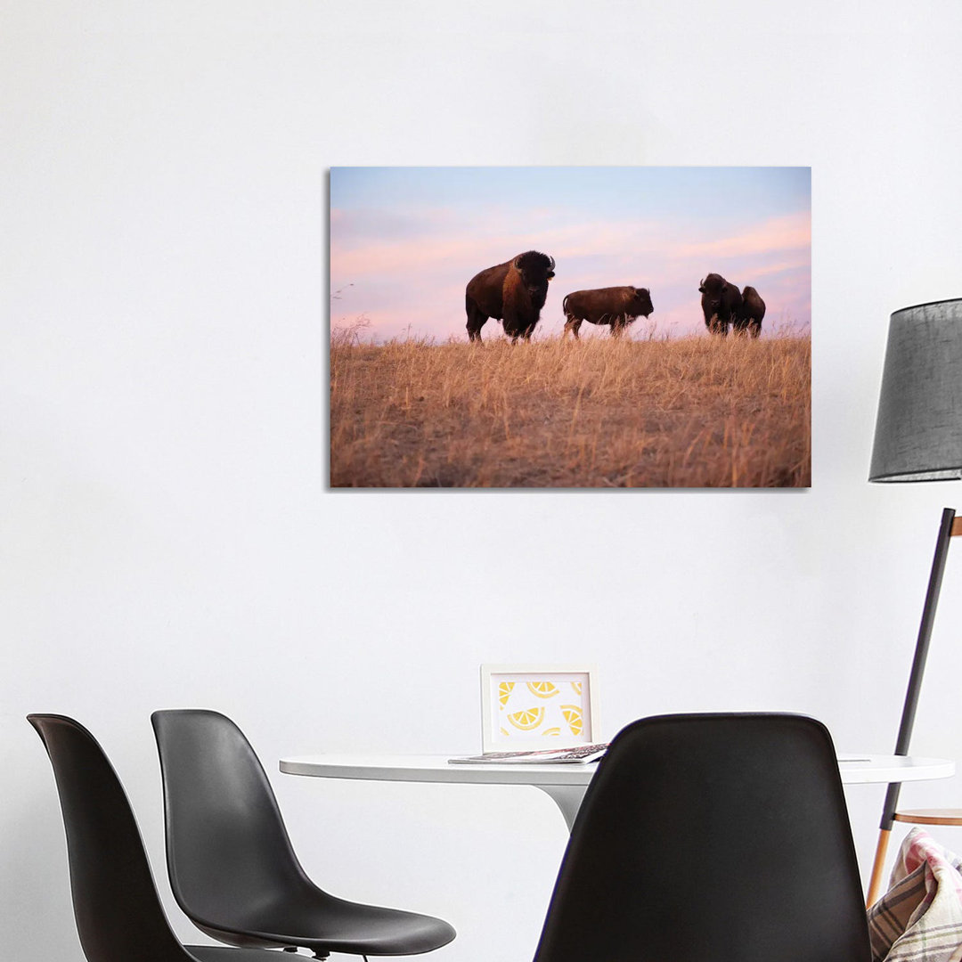 Vier Bisons auf einer Ranch bei Valentine, Nebraska von Joel Sartore - Galerie- Giclée auf Leinwand