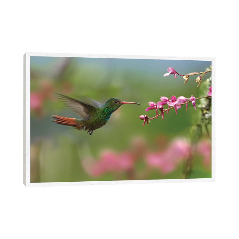 Rufous-Tailed Hummingbird Hovering Near Flower, Ecuador 1 Piece Wall Art on Canvas, 66.04 cm H x 45.72 cm W, White Framed