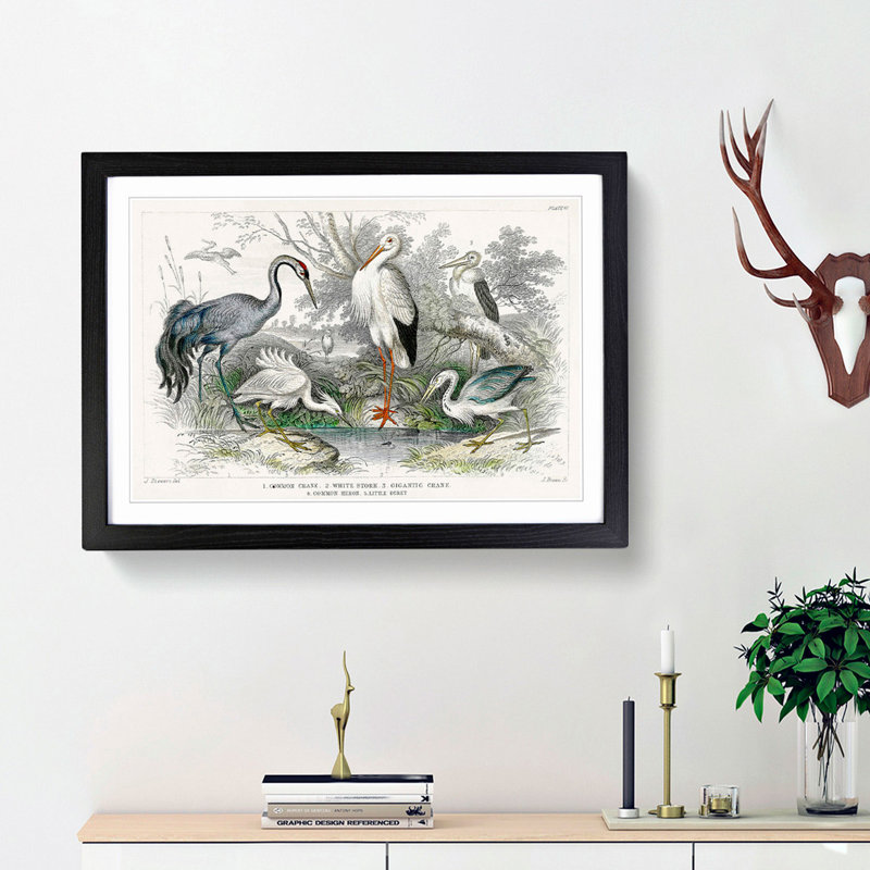 Crane, Stork, Egret & Heron by Oliver Goldsmith - Framed Print, 48cm H x 65cm W x 2cm D, Black Framed