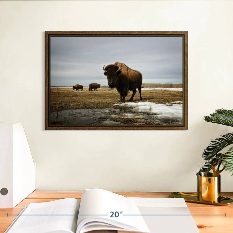 Bison Cloud Day, 13 po x 9 po, Cadre flottant en noyer