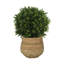 Seville Faux Boxwood Topiary in Cement/Bamboo Planter