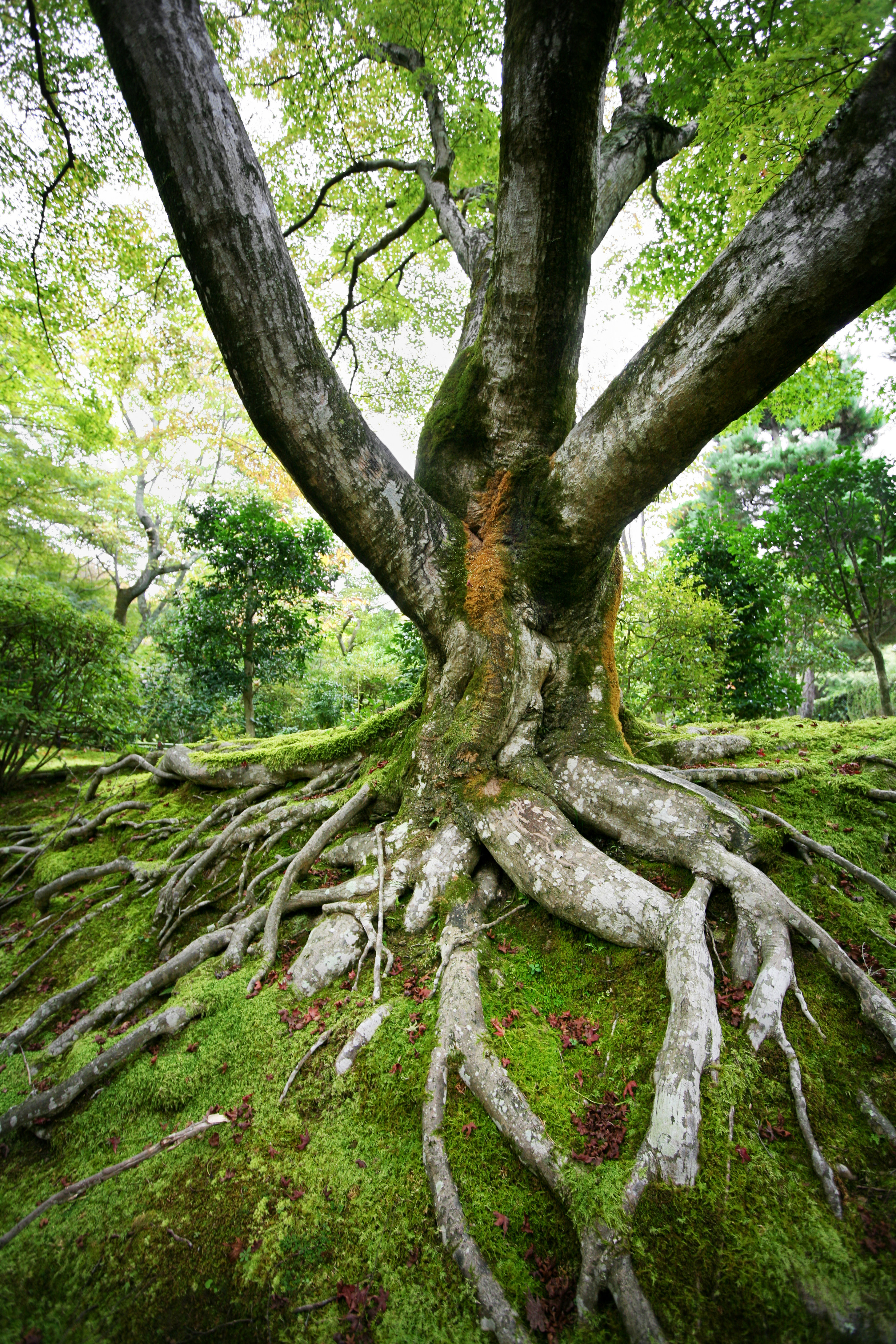 Alpen Home Old Maple Tree by TommL - Print | Wayfair.co.uk