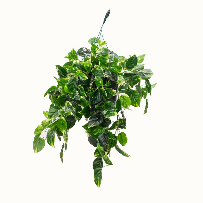 Plante de feuillage pothos dans un panier