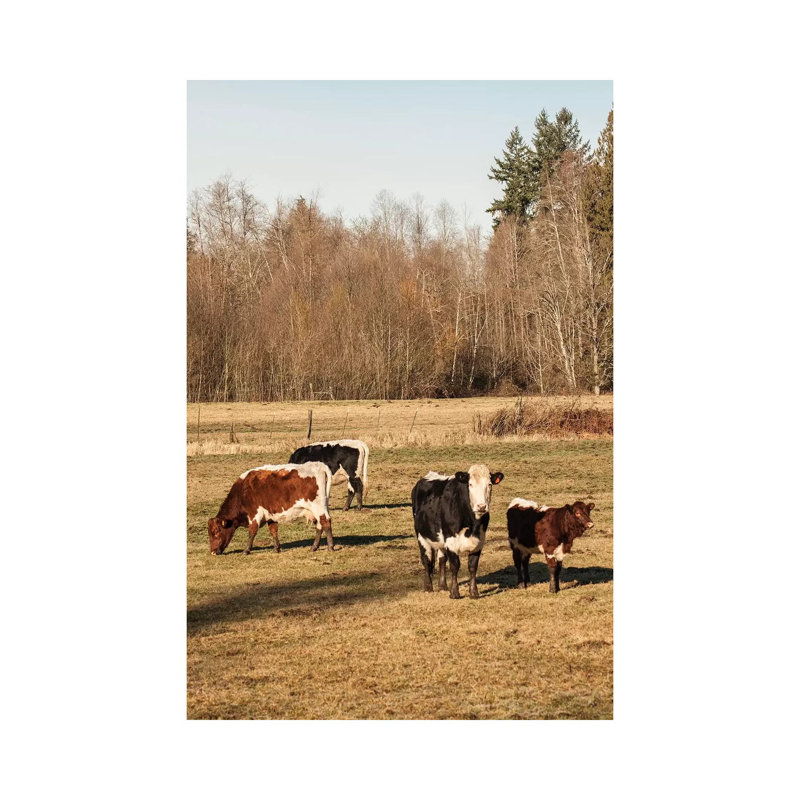 Pinzgauer Beef Cattle Grazing in a Pasture II, Issaquah, Washington, USA 1 Piece Wrapped Canvas Wall Art