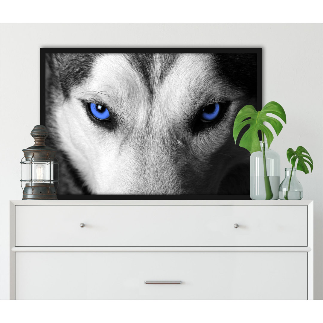 Gerahmtes Poster Husky mit Augen