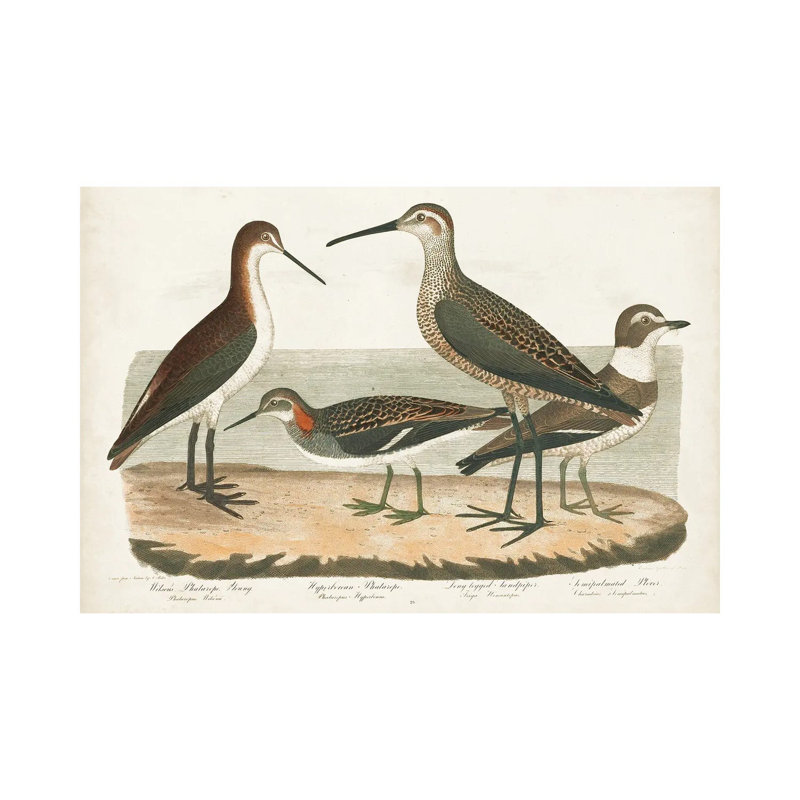 Waterbird Trio II by Alexander Wilson - Wrapped Canvas Gallery-Wrapped Canvas Giclée, 20.32 cm H x 30.48 cm W