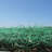 Dewitt 4'x112.5' Garden Net Commercial/Home Excelsior Erosion Control Blanket