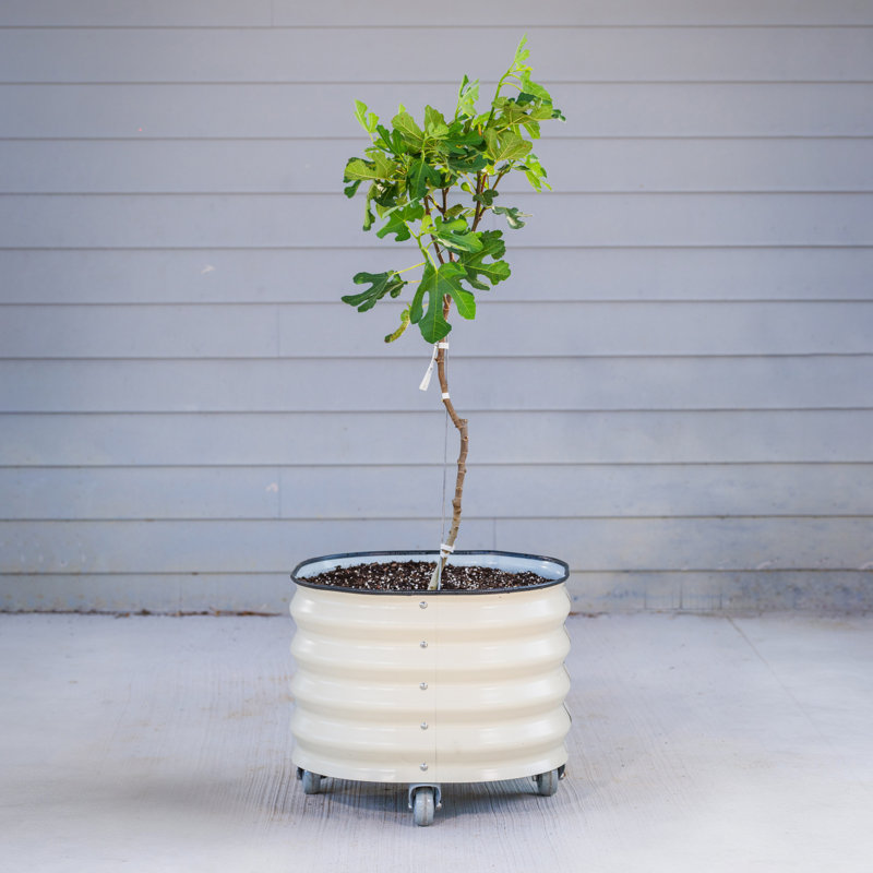 17.5" Tall 21" Wide Round Metal Outdoor Rolling Tree Planter, Pearl White, 1