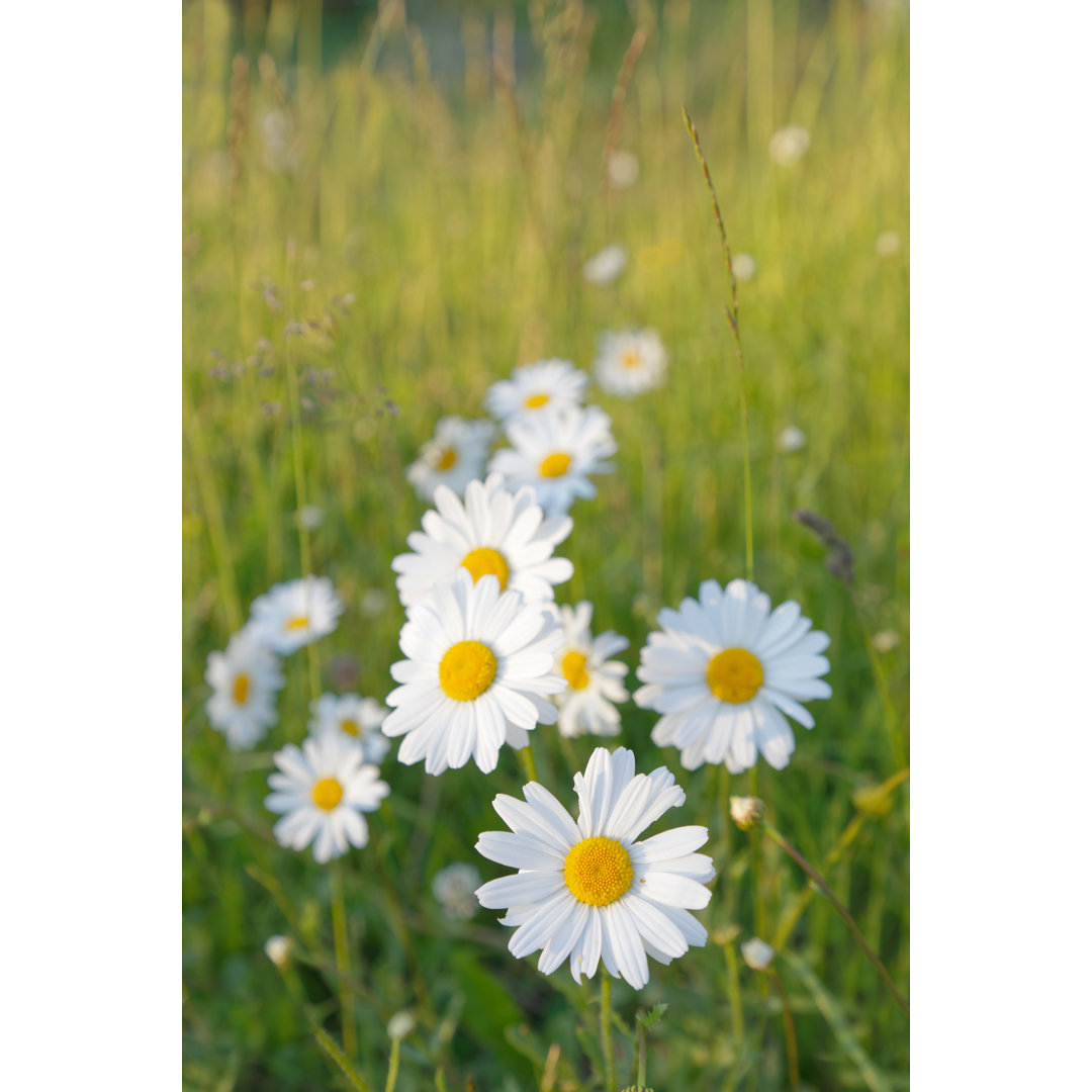 Leinwandbild Oxeye Daisy Flowers auf einer Wiese mit Gras bei Sonnenaufgang