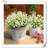 Lillies Arrangement-1324626066