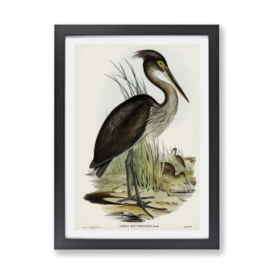 'Great Billed Heron' by Elizabeth Gould - Picture Frame Painting Print on Paper