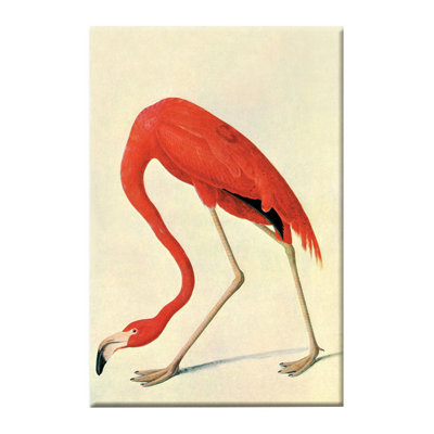 John Audubon - Wrapped Canvas Print