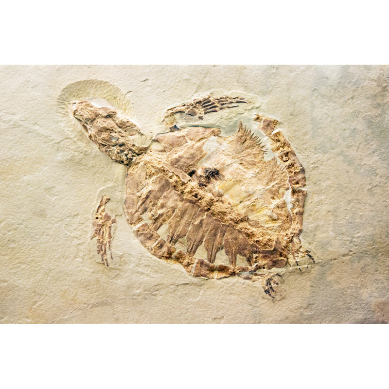 Fossile d'une tortue sur toile par Manakin, photographie, H 8 po x l 12 po x P 1,25 po