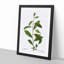 Grey Willow Tree Branch by Pierre-Joseph Redoute - Picture Frame Painting Print-55609057-55609058