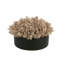 Seeded Eucalyptus Arranged in a Fiberstone Pot-152904423-152904422