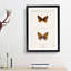 Atlantis Fritillary Butterfly by S.F. Denton - Framed Print-55456978-55456979