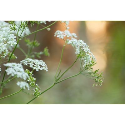 Caraway - Wrapped Canvas Print