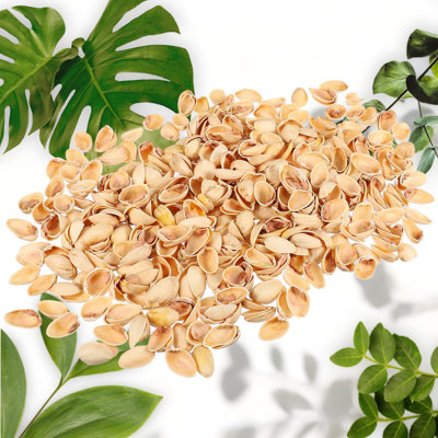 Pistachio Shell Craft Kit for Home and Decor