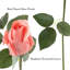 24 tiges de roses artificielles Real Touch, H 11,5 po-380156623