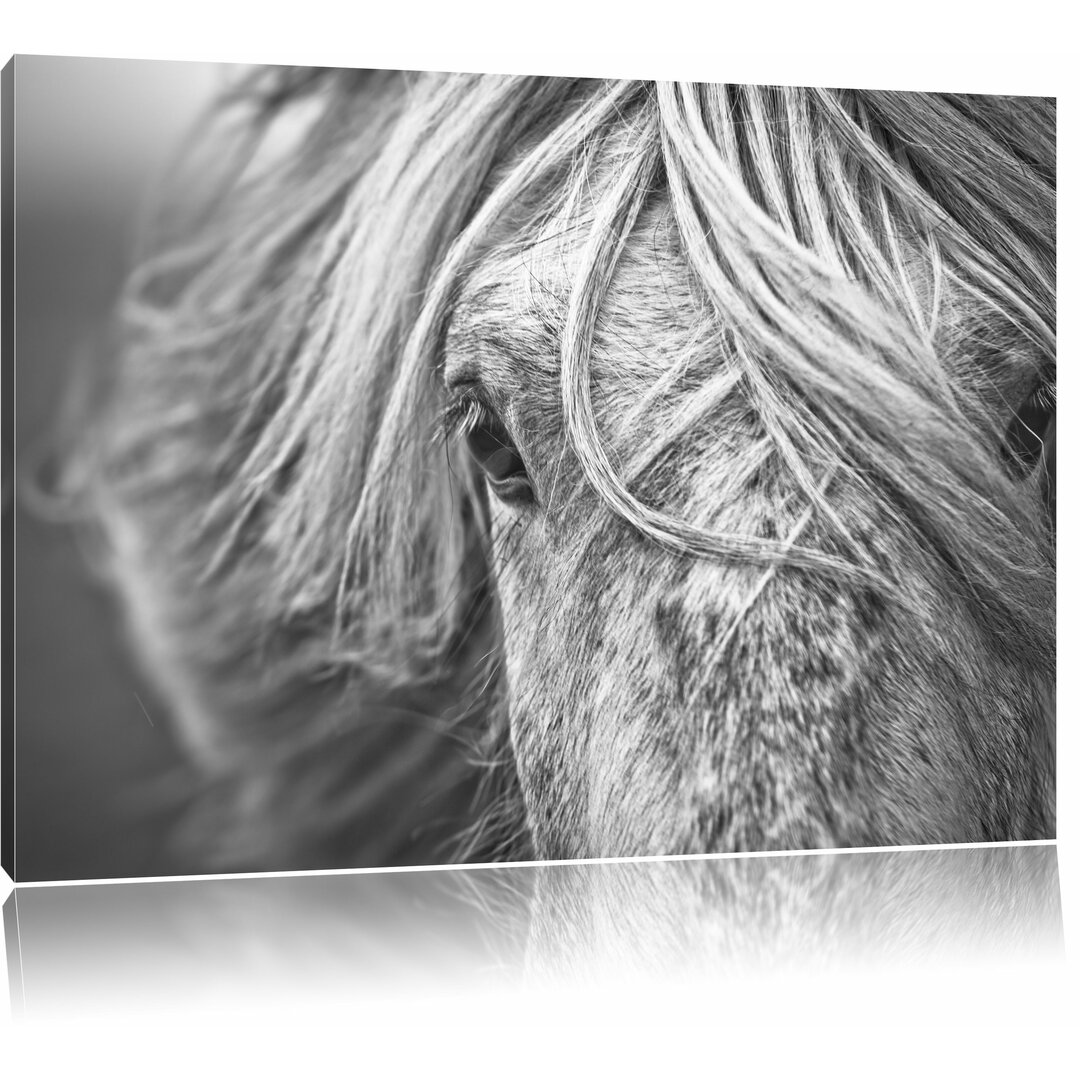 Leinwandbild Islandpony in den Westfjorden, Bilddruck