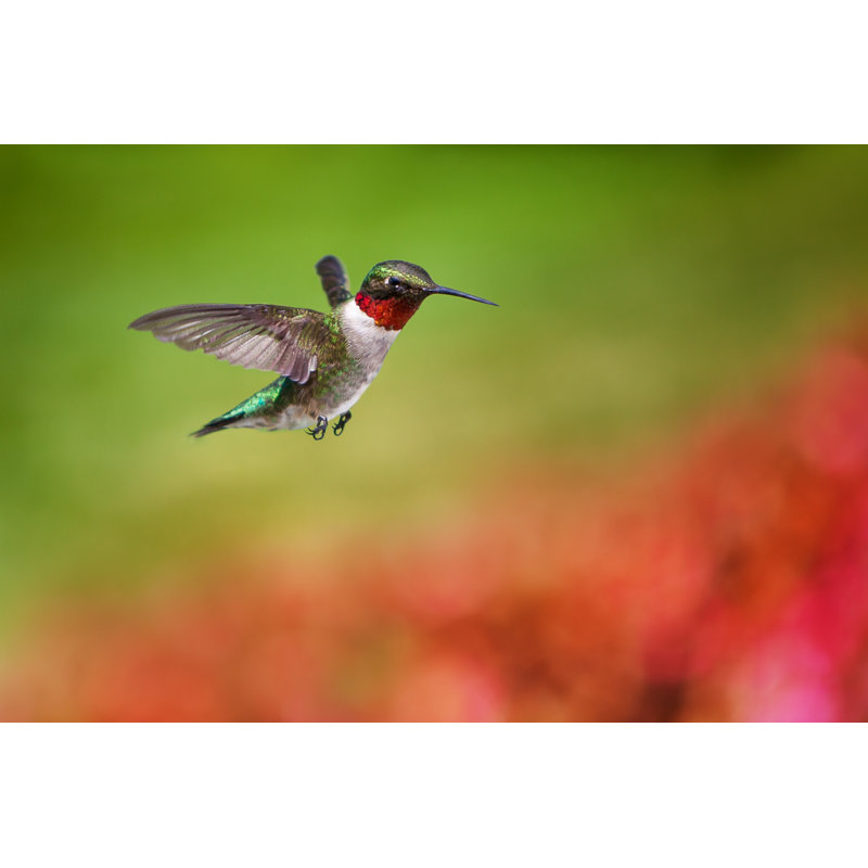 Hummingbird by Cglade - No Frame Art Prints on Canvas, 81cm H x 122cm W