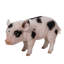Statue bébé cochon debout-120494330