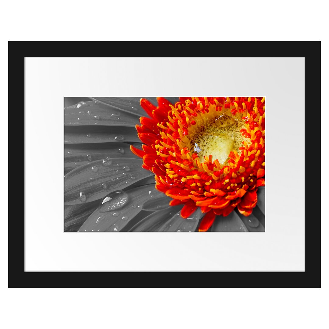 Gerahmtes Poster Gerbera mit Wassertropfen