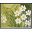Fleur Blanche Print by Paule Marrot-62646851-62646850