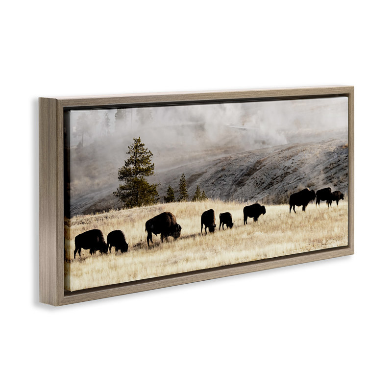 Bison broutant en pleine campagne brumeuse, Cadre flottant orme Montalcino, H 11 po x l 25 po