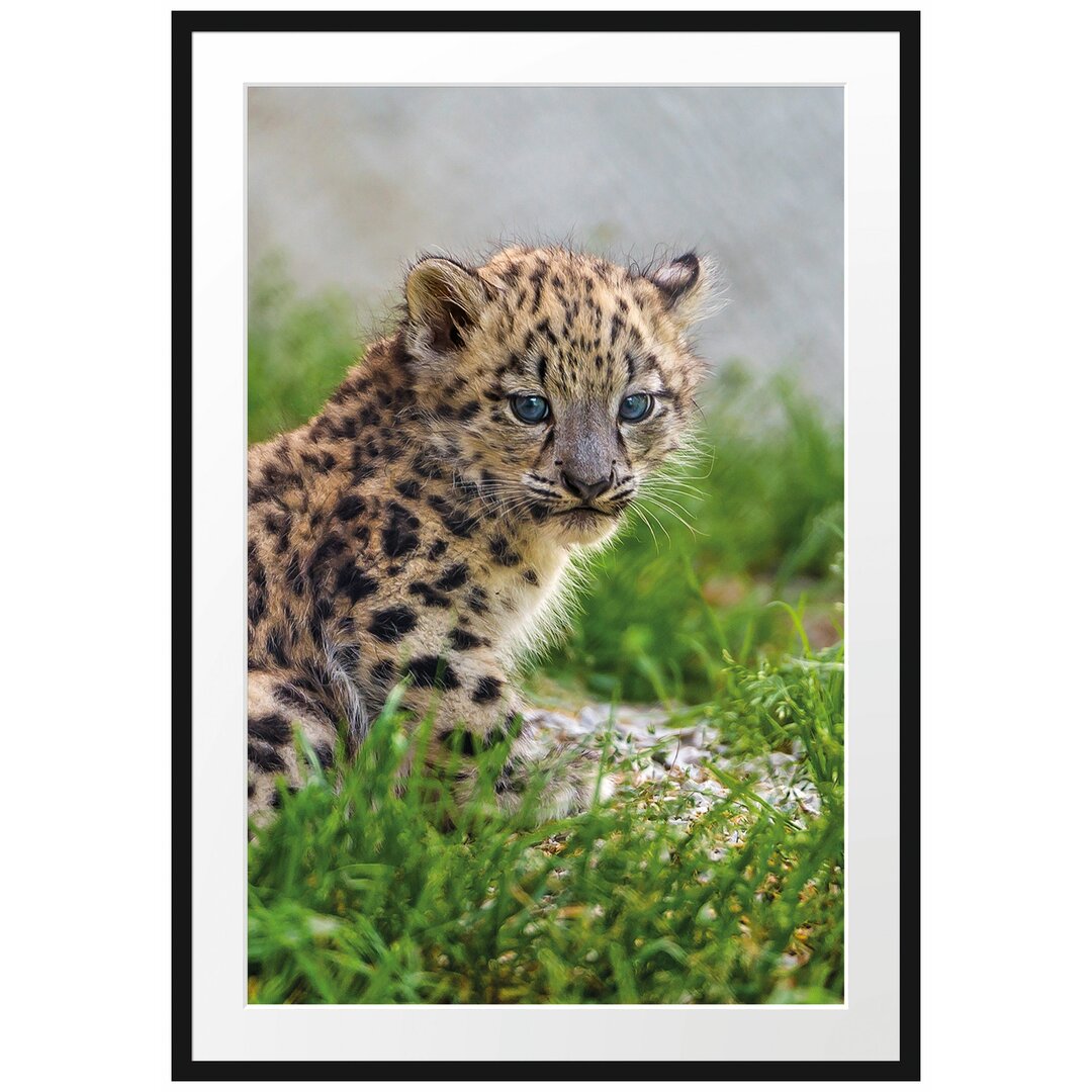 Gerahmtes Poster 'Junger Leopard im Gras'