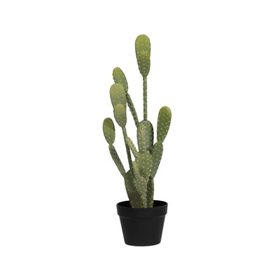 Cactus Opuntia M, Green