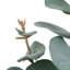 Jet d'eucalyptus