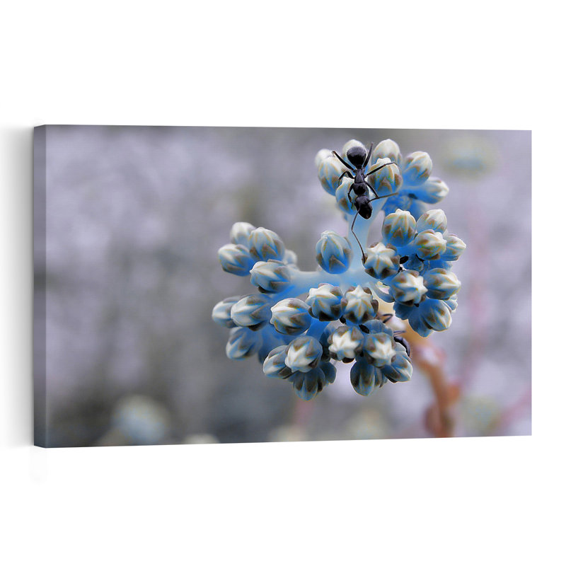 Ant On Blue Buds Delicate Ant Flower Nature Wall Art Print by Thierry Dufour - Print, 40.64cm H x 60.96cm W