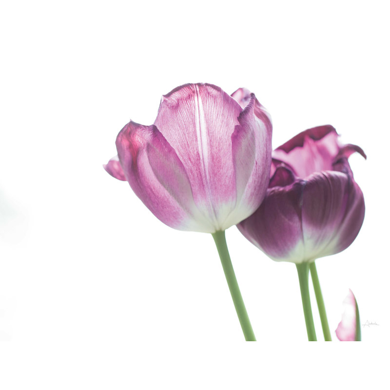 Tulip Time I - impression sur toile tendue, H 12 po x l 16 po