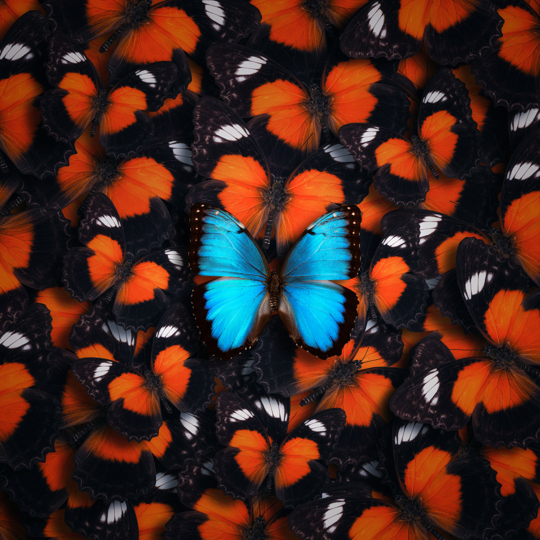 Schmetterling Hintergrund von Borchee - Ohne Rahmen auf Leinwand drucken