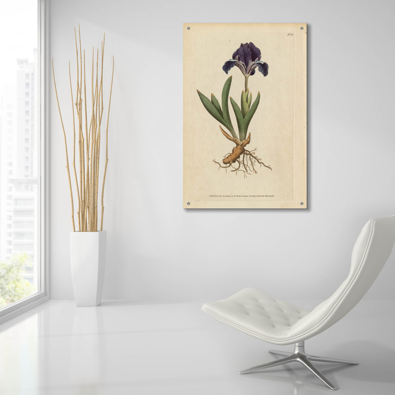 Art mural en verre acrylique épique «Dwarf Iris» par Art Licensing Studio, 24 po x 36 po, H 36 po x l 24 po