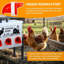 Boîte à nourriture automatique pour poulets