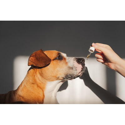 " Dog Taking Cbd Oil "