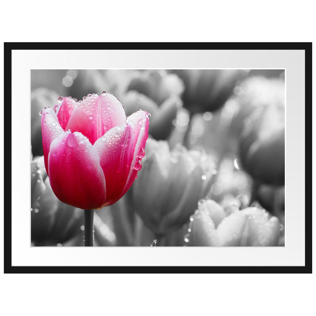 Gerahmtes Poster Tulpen im Morgentau