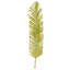 Palm Plant-2123171529