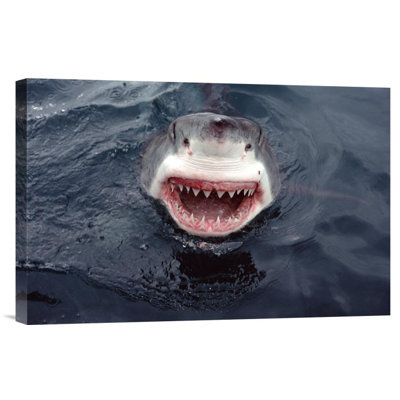 Great White Shark At Surface, South Australia - Single Picture Frame Photograph on Framed Canvas