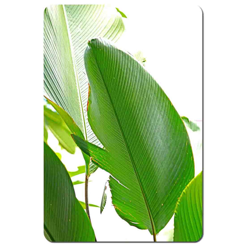 Muhibur Polyester Coated Hardwood Rectangle Placemat