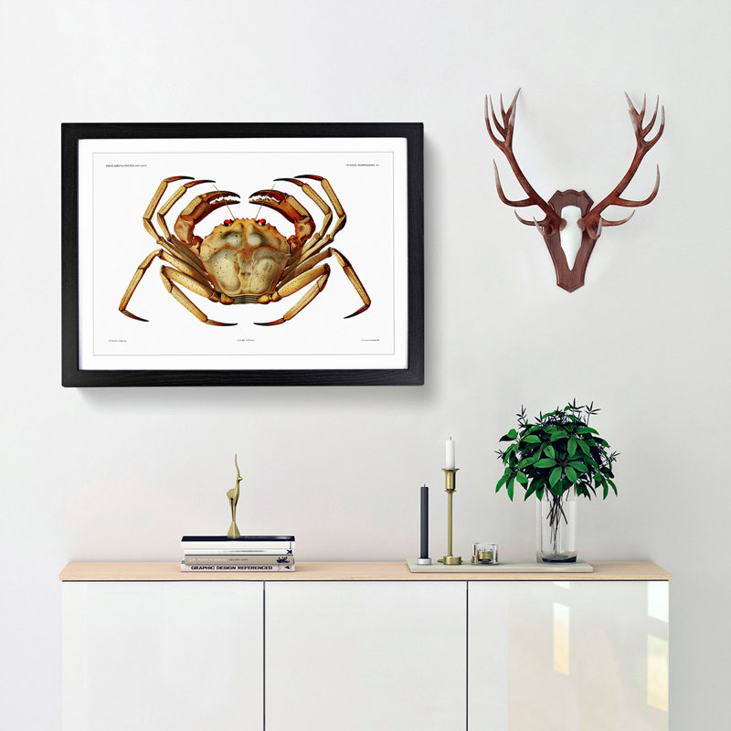 Atlantic Crab by Albert I - Picture Frame Painting Print on Paper, Black Framed, 24cm H x 33cm W x 2cm D