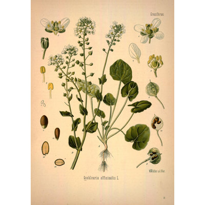 Botanical 57