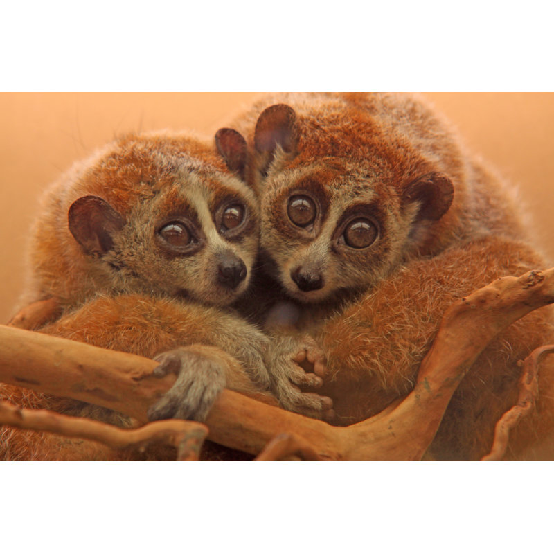 Slow Lorises by Lnzyx - Wrapped Canvas Print, 61cm H x 91cm W