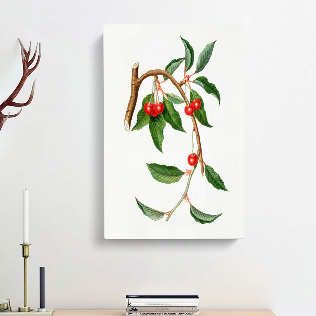 Sour Cherries by Giorgio Gallesio - Wrapped Canvas