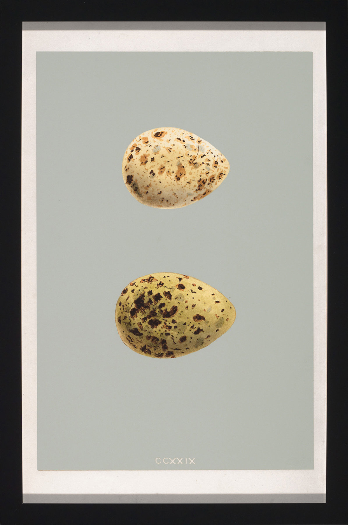 Wendover Art Group Classic Egg Study 3 - Picture Frame Graphic Art on ...