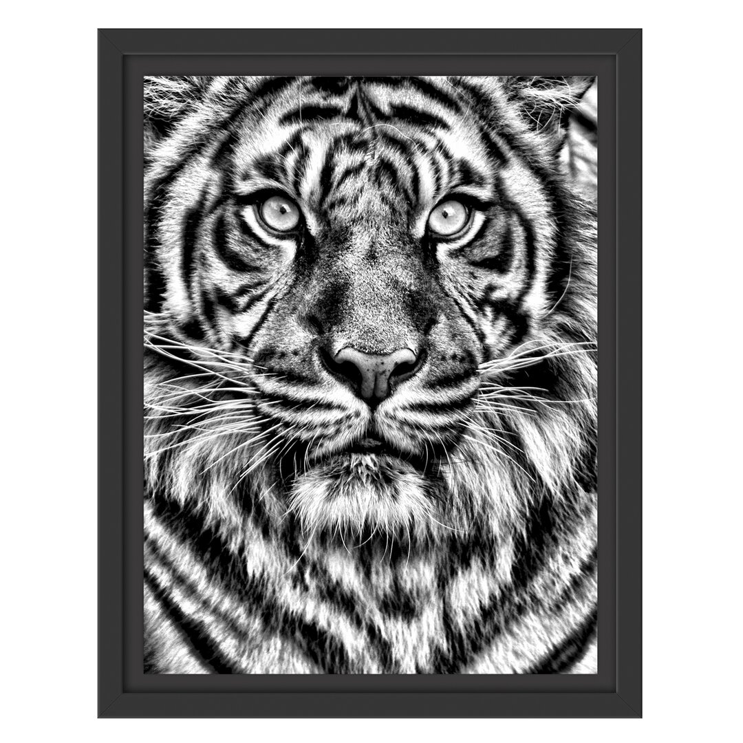 Gerahmtes Wandbild Aufmerksamer Tiger