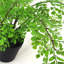 35cm Faux Fern Plant in Pot Liner