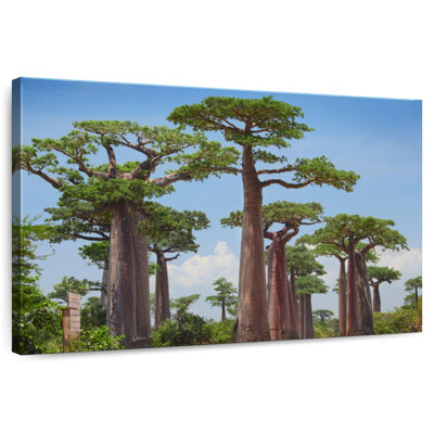 Réserve Harnek Baobab